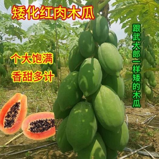 灵山县红心木瓜苗  大青红肉水果木瓜苗  当年结果