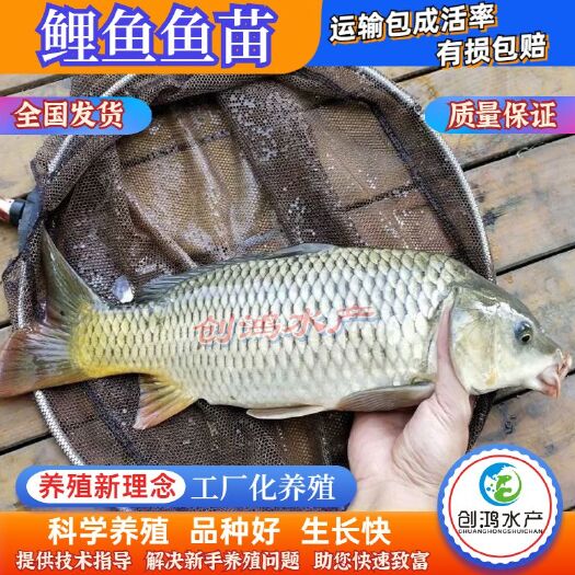广州【火热销售】优质鲤鱼苗 红鲤鱼苗 放生鱼供应 大量批发