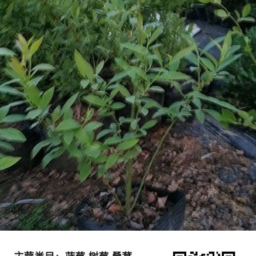 莒南县南高丛蓝莓苗 挂果苗 
