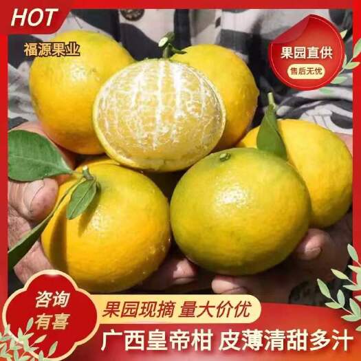 钟山县广西皇帝柑，产地直销，果园现摘，20万斤靓果，诚招果商老板。