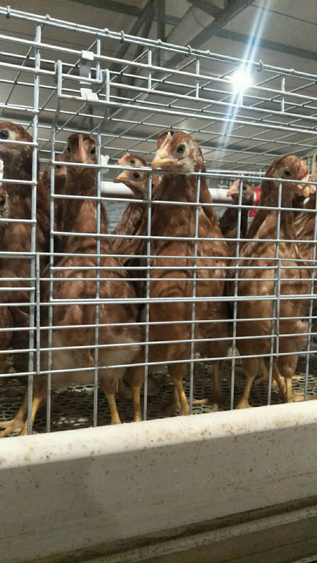 海兰褐青年鸡 海兰褐脱温鸡 海兰褐青年蛋鸡