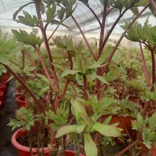 洛阳洛阳红 春节就能开花