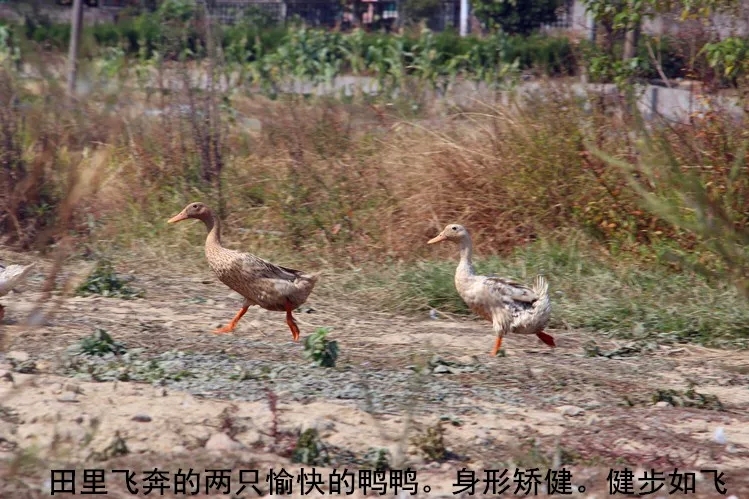 江华县麻鸭 4-5斤 统货 半圈养半散养 