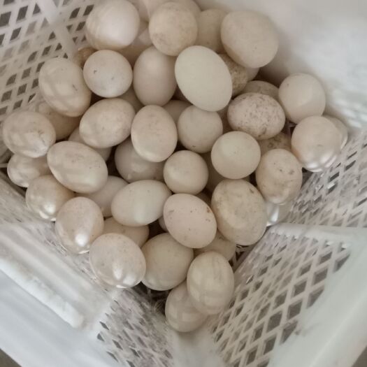 丰县白鸭蛋 新鲜鸭蛋 菜蛋 种蛋 长期供应 质量保证