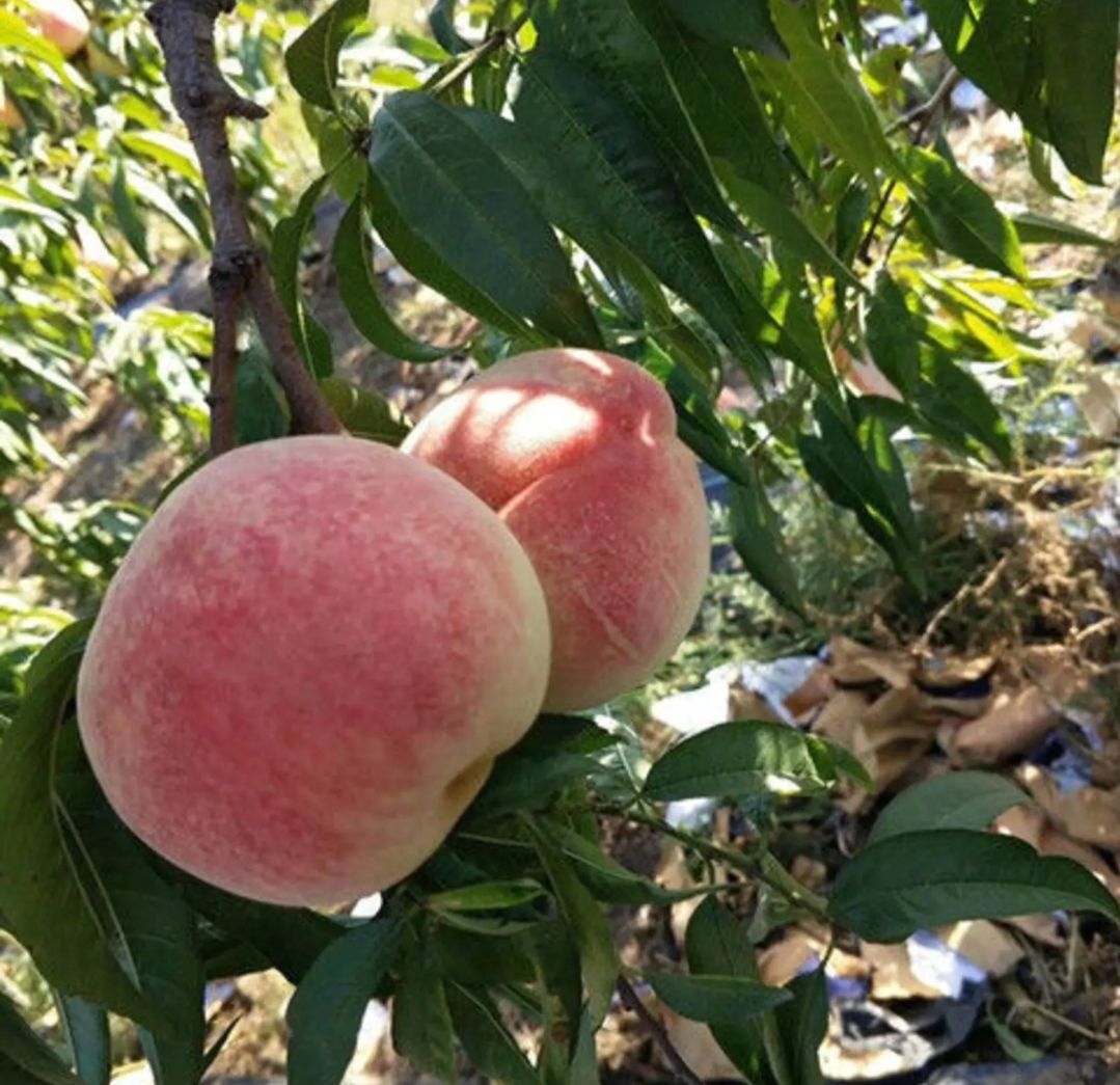 巨型冬桃苗 现挖现发 保湿发货 基地直供