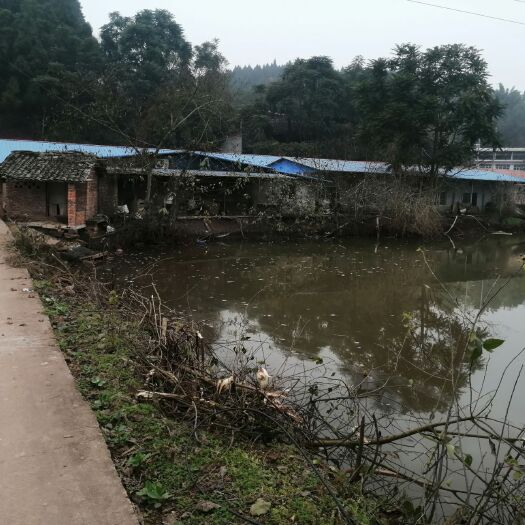 大英县养猪场，牛场，羊场厂房转租