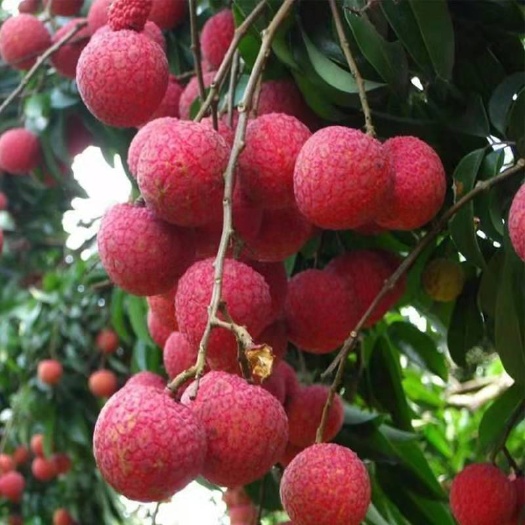 灵山县桂味荔枝苗 正品保证 味道香甜美味当年种植结果