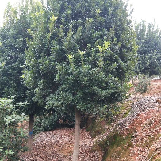 咸宁杨梅树