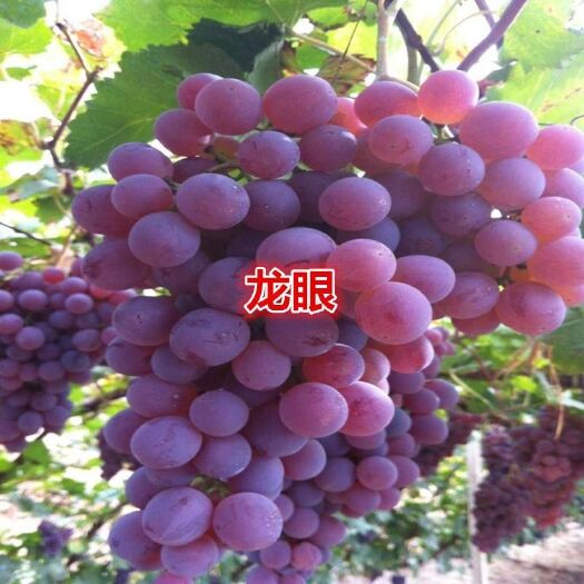 涿鹿县 精品龙眼葡萄。