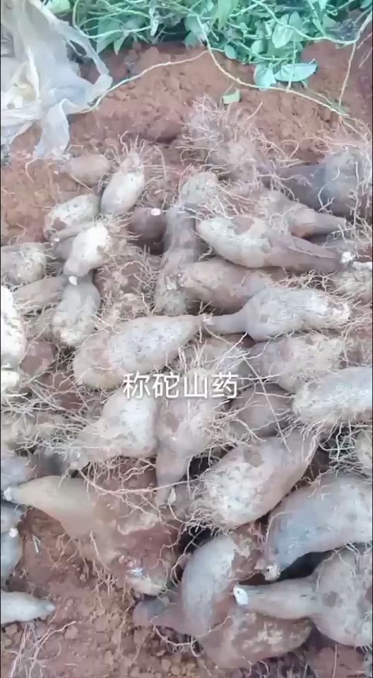 秤砣山药  新货金称砣山药也上市，口感软糯香滑，欢迎下单