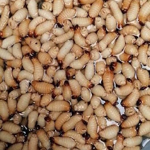 广宁县竹虫 新鲜美味，价格优惠