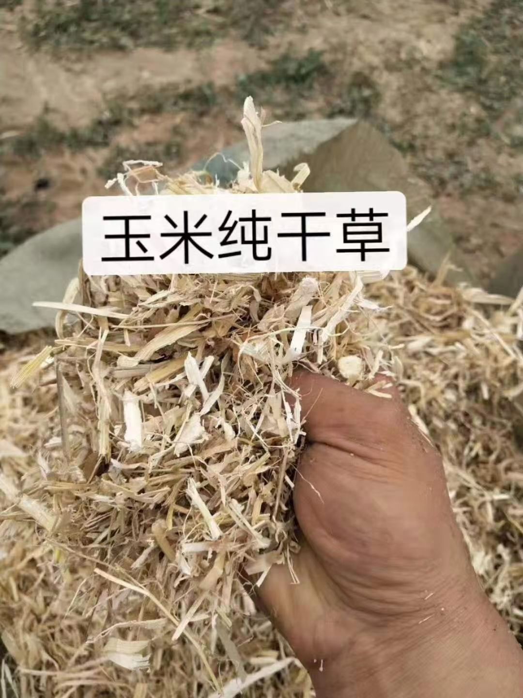 玉米草 玉米秸秆