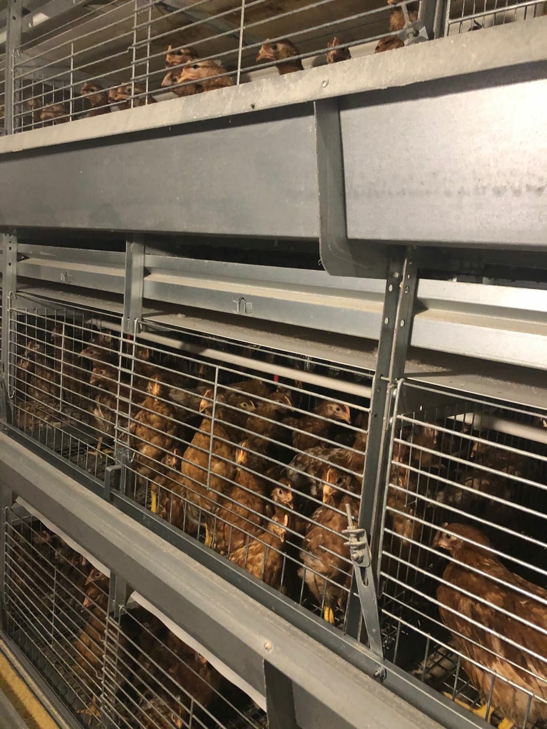 海兰褐青年鸡 海兰褐脱温鸡 海兰褐青年蛋鸡