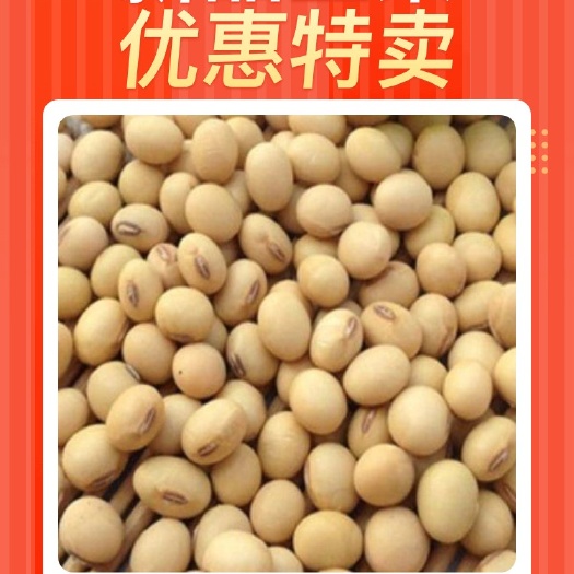 武邑县黄大豆  5斤黄豆散装土黄豆菜豆小粒