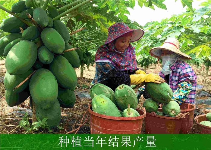 红心木瓜苗  大青红肉水果木瓜苗  当年结果