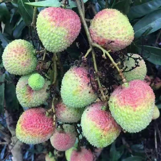 灵山县妃子笑荔枝苗 新品荔枝王苗嫁接果树苗当年结果