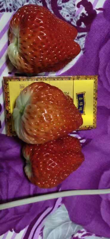 东港市九九草莓  莓心莓肺莓烦恼