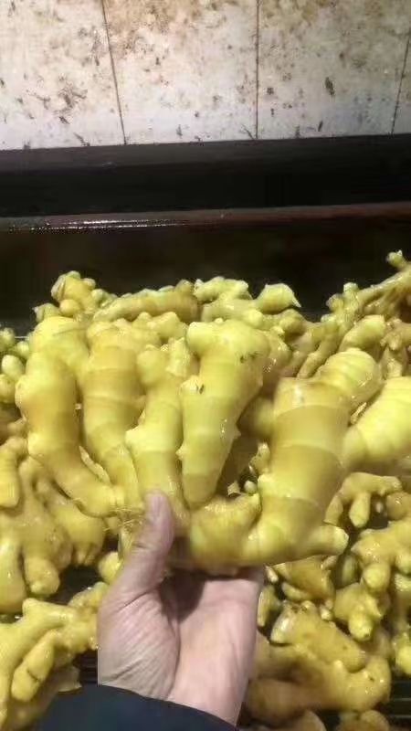 沂水县大黄姜  二黄姜 【新姜老姜】【】【小黄姜】产地一手货源保质保量