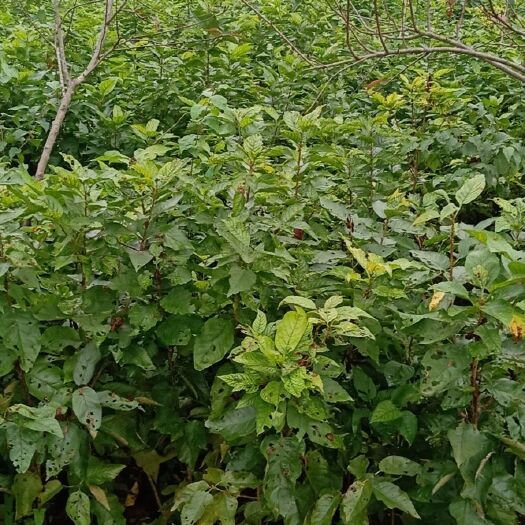 苍溪县黑珍珠苗  黑珍珠樱桃苗，基地直销，现挖现卖