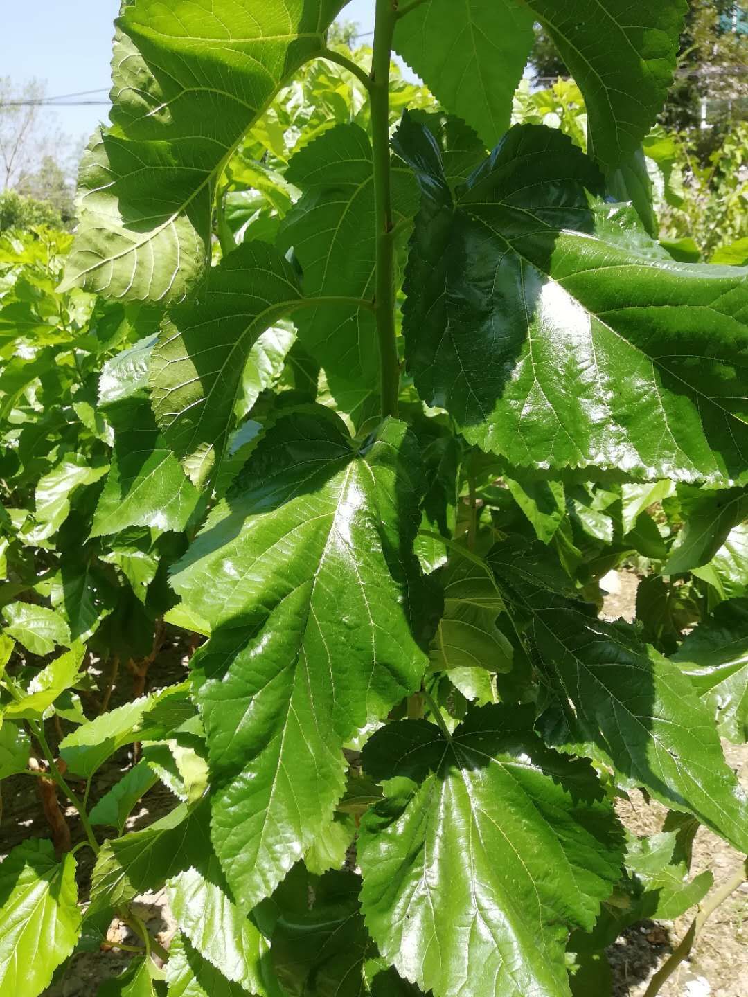 大叶桑树品种介绍图片