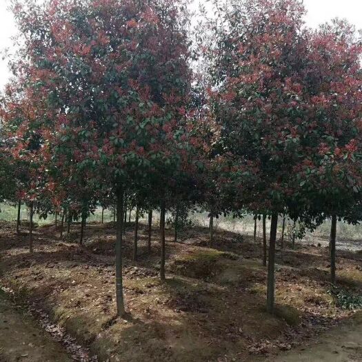 南京高杆红叶石楠  红叶石楠树大量供应！苗圃直销！