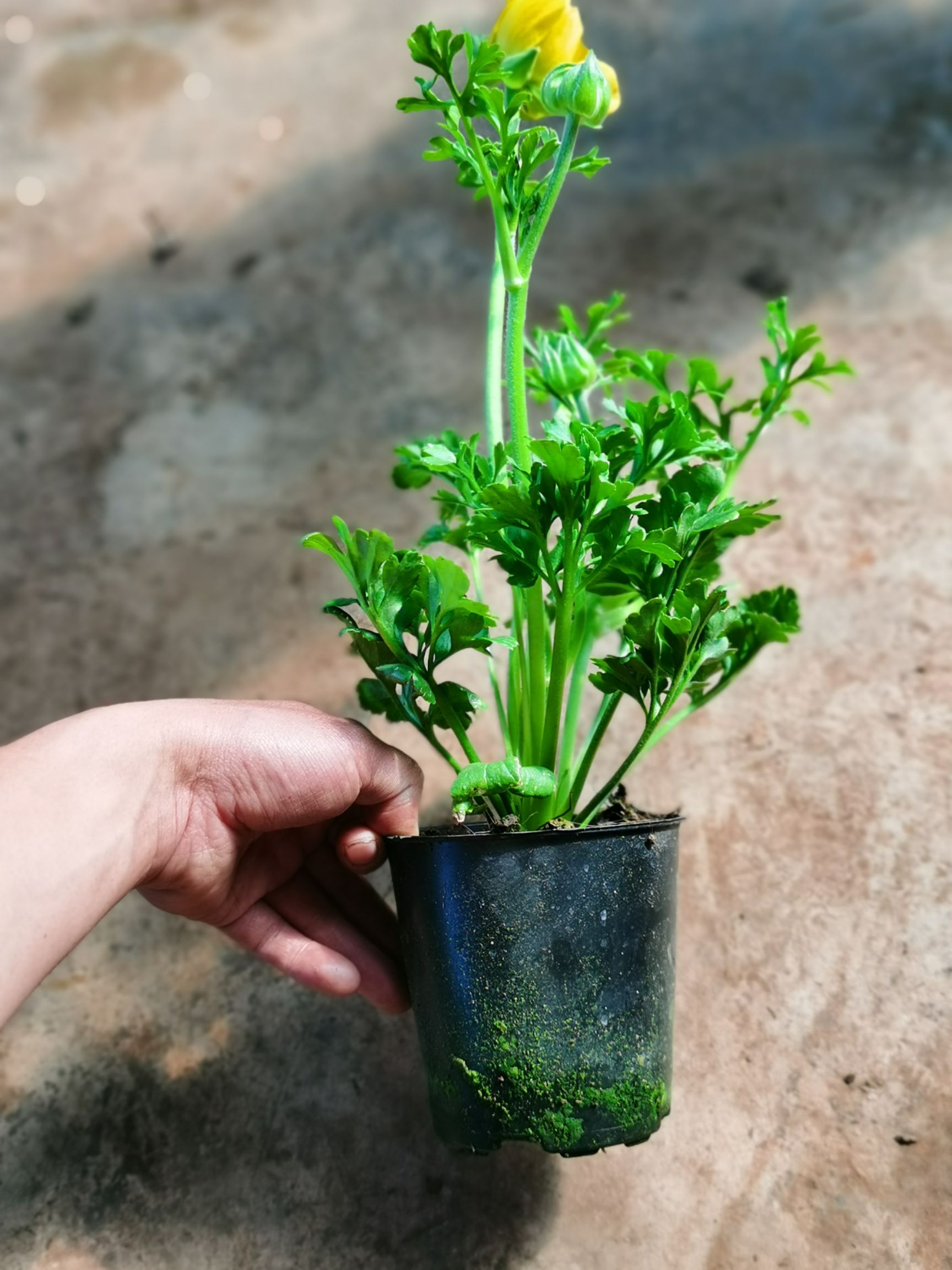 花毛茛  洋牡丹盆花