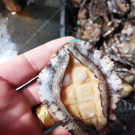 广州送礼好品，营养快线，鲍鱼