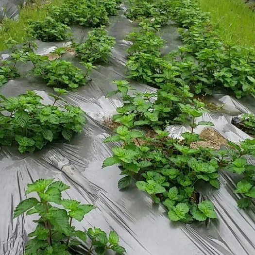 宁化县仙草（现割），青草冻原料