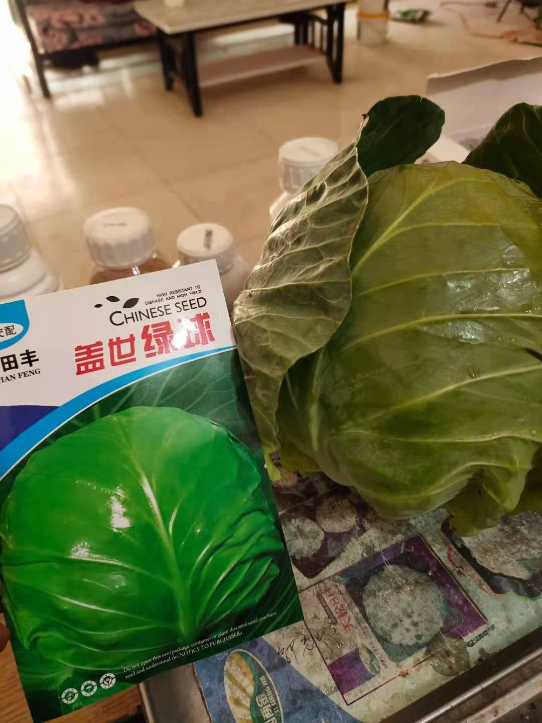 大白菜种子 春秋两用品种。抗病高产。颜色绿。耐裂球。商品性佳
