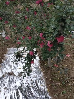 甘肃静宁红富士苹果，产地直销货源充足价格便宜