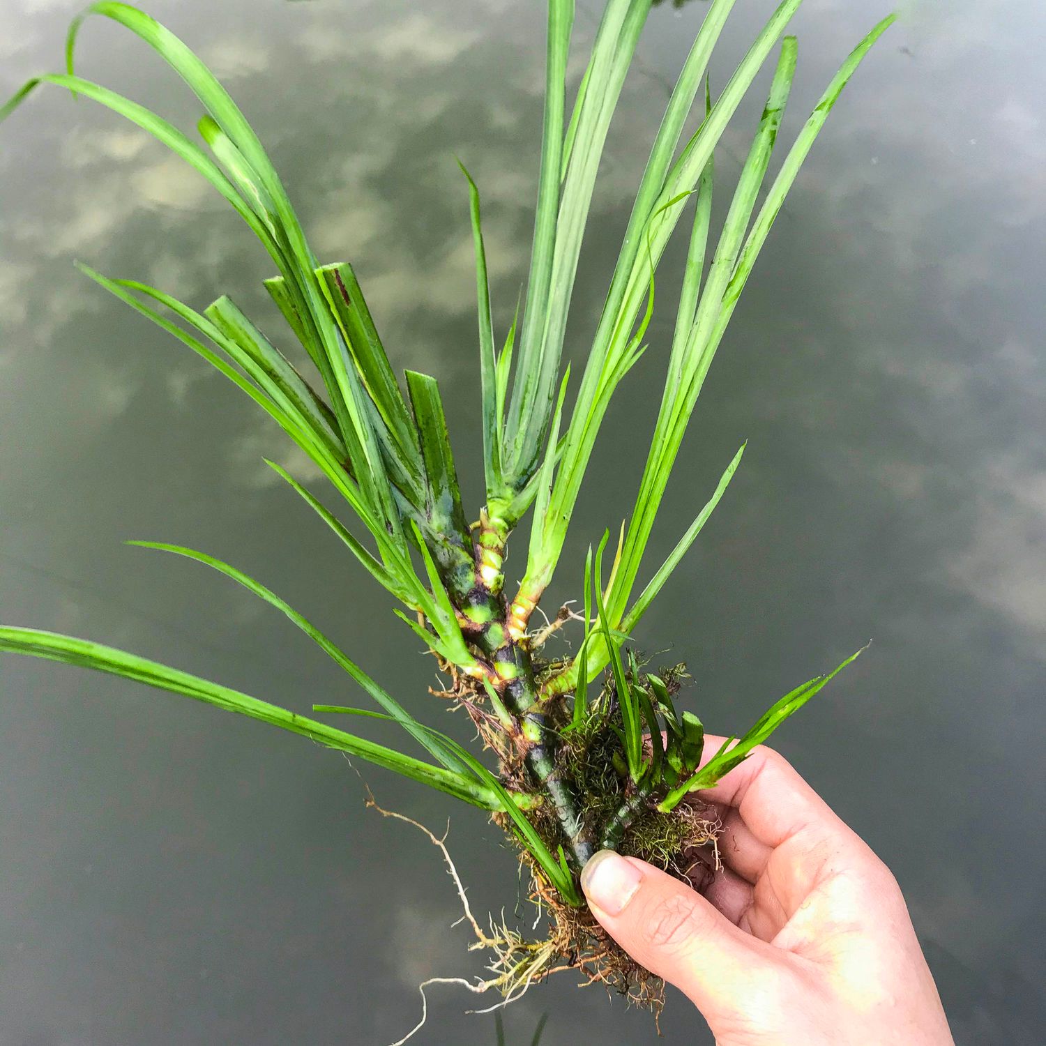  菖蒲附石菖蒲草虎须水培香昌蒲盆景栽植物