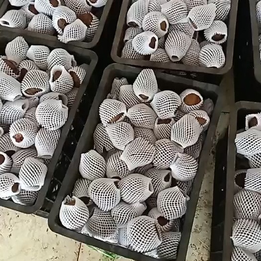 富源县 出售精品基地魔芋种子