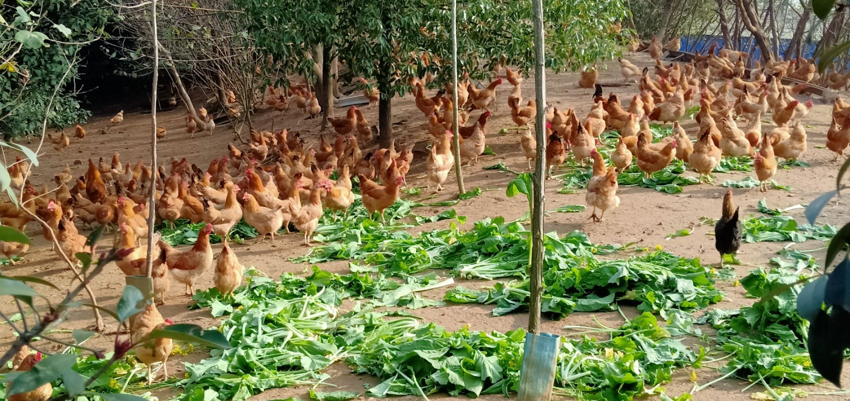 京山市高产绿壳土鸡，十个月左右，4000只，均重3斤左右。油黄毛亮