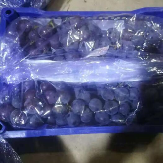 北镇市巨峰葡萄 货品质量必须好果辉好糖度高果粒硬度好需要好货联系我哟