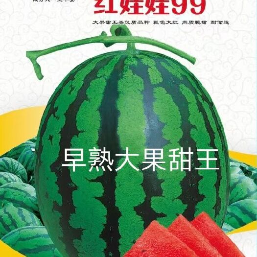 扶沟县甜王西瓜种子  红娃娃99甜王种子~抗病性强耐低温性好糖度1