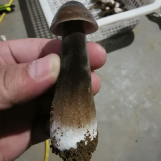 滕州市【黑皮鸡枞】自家大棚种植鸡枞菌，三十斤一箱，顺丰当天发货