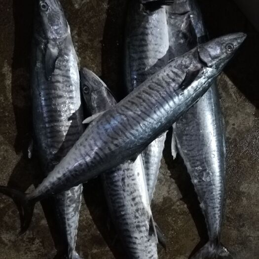 惠来县冷冻马胶鱼  本港大马娇，肉多骨少，香味十足