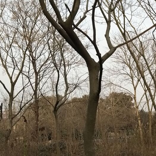 长兴县小叶朴 
