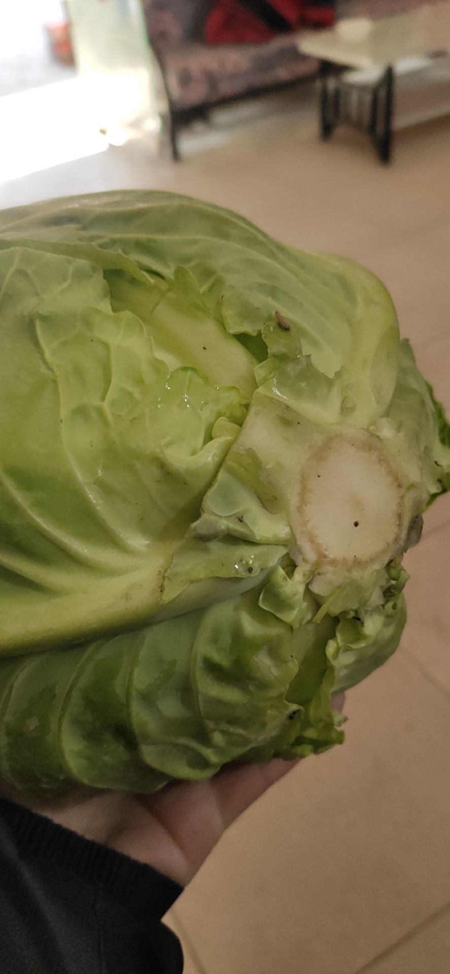 大白菜种子 春秋两用品种。抗病高产。颜色绿。耐裂球。商品性佳