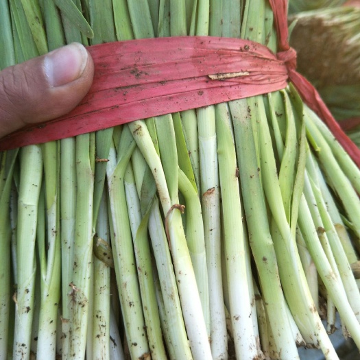 乐亭县大叶韭菜  乐亭韭菜大量上市，根粗，叶绿，适合个个市场，需要的联系我