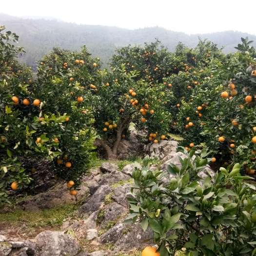 秭归县普脐大量现货