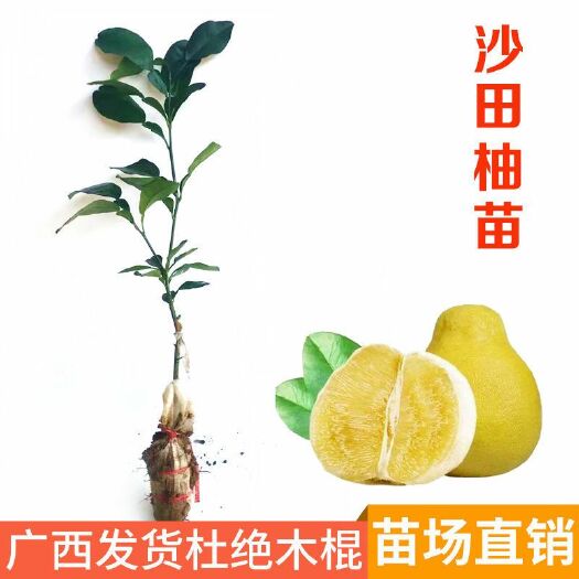 容县沙田柚苗 沙田柚树苗广西玉林容县发货