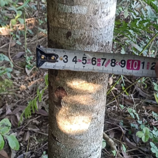 马关县云南马关1000棵丹桂，6-15公分都有，大小不一。可以挑！