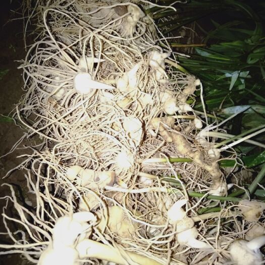 酉阳黄精种苗 