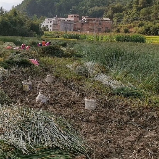 广州（荸荠）马蹄
