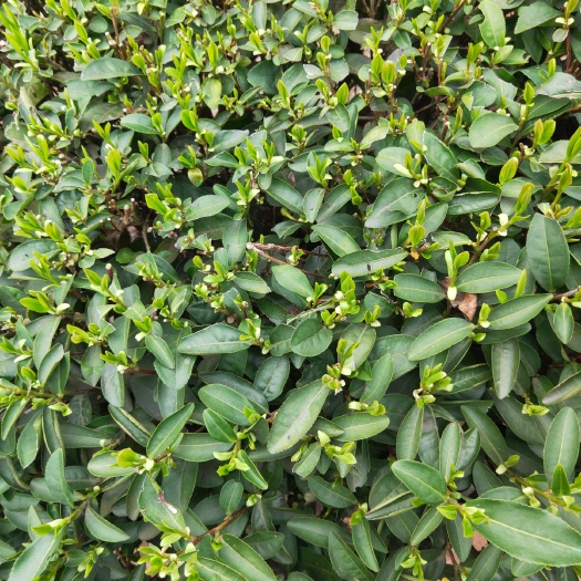 绍兴 会稽山高山龙井茶叶/明前茶/雨前茶