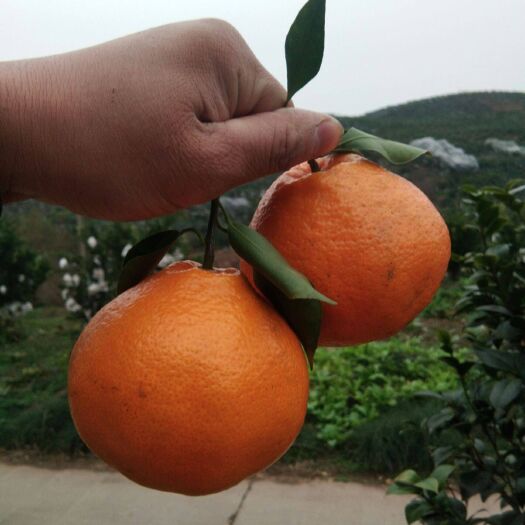 仪陇县耙耙柑 地头通货 