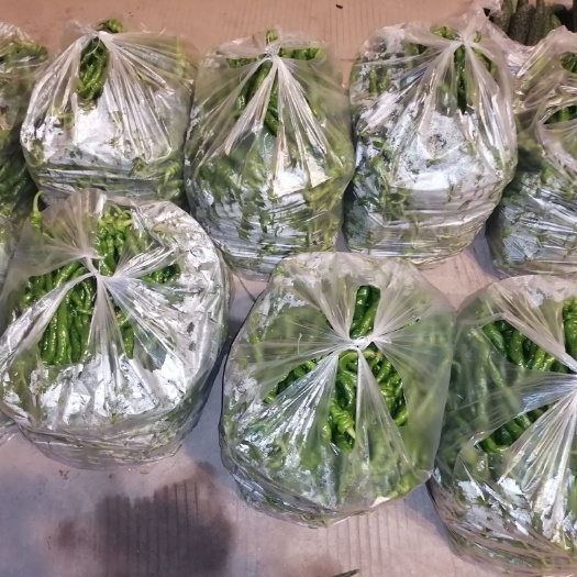 宁都县精品螺丝椒大量上市