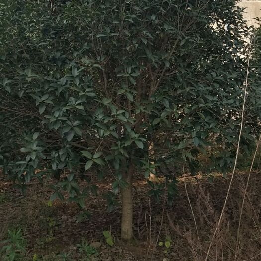 长兴县八月桂 