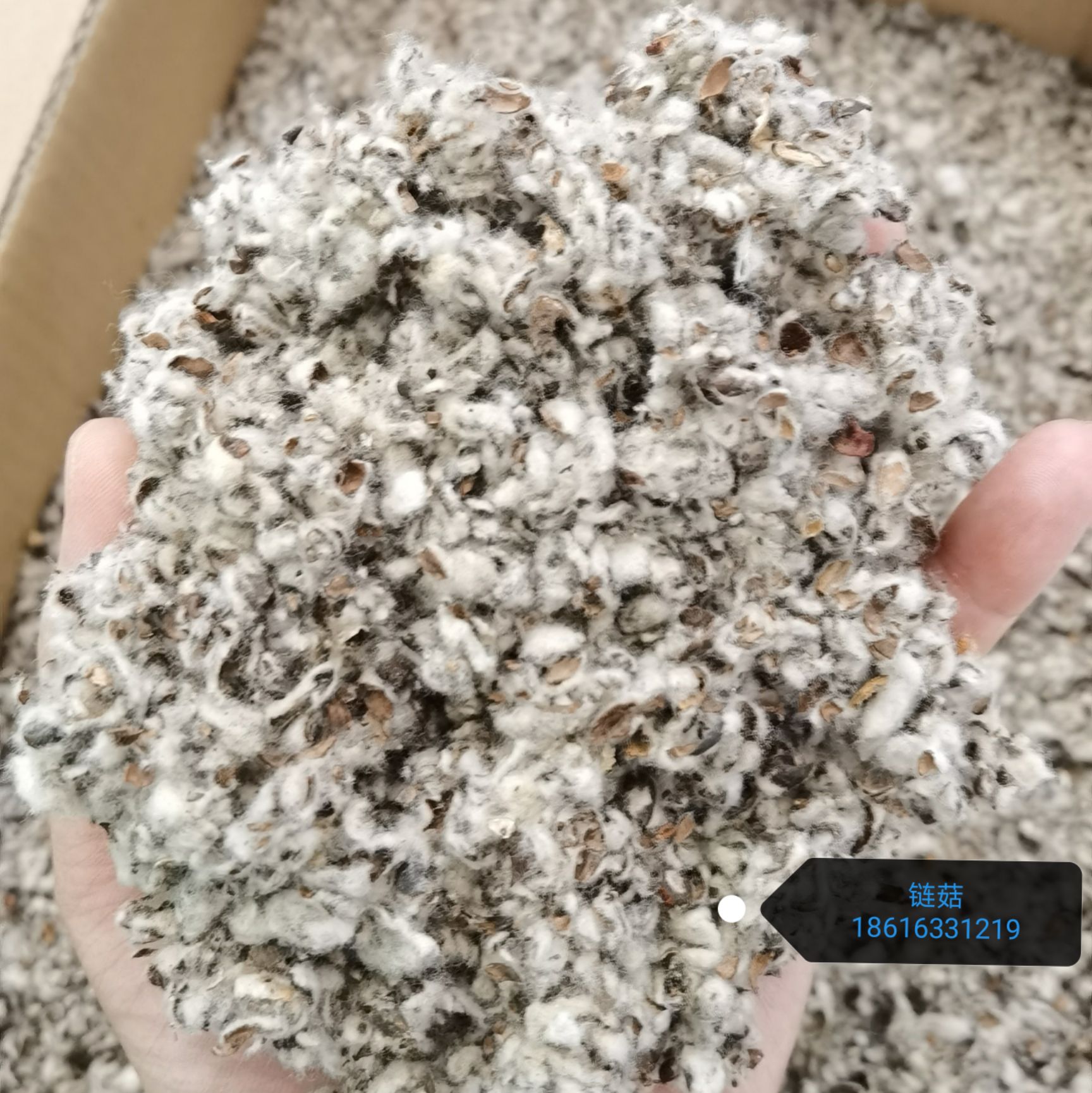 棉籽壳  广西地区供应优质中壳中绒棉壳，菌菇生产可选